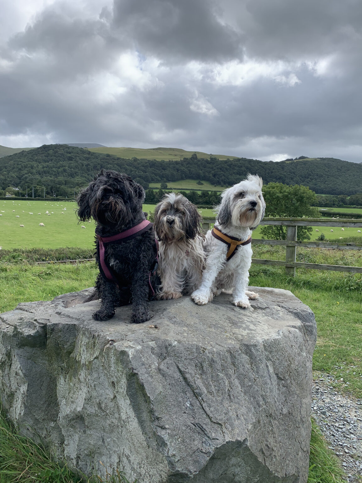Photo Gallery Independent Tibetan Terrier Rescue